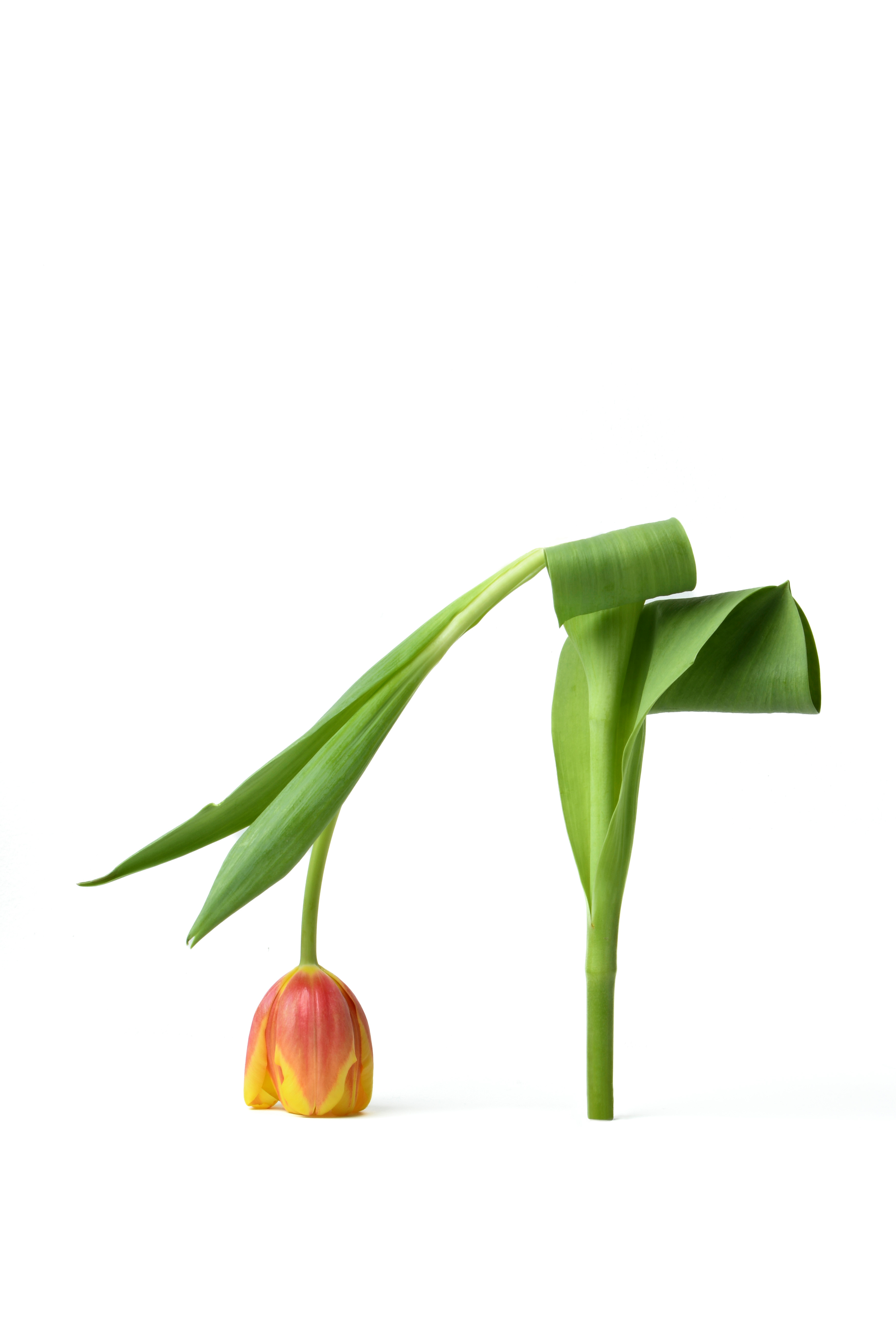 Tulip artwork 5
